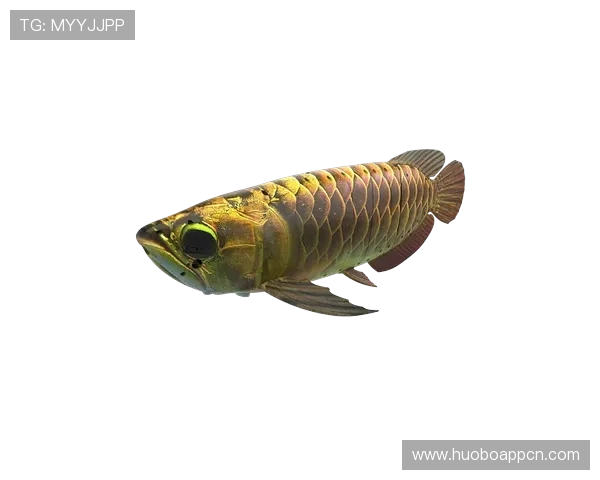 博鱼平台最新版本更新内容详解提升游戏性能与用户体验